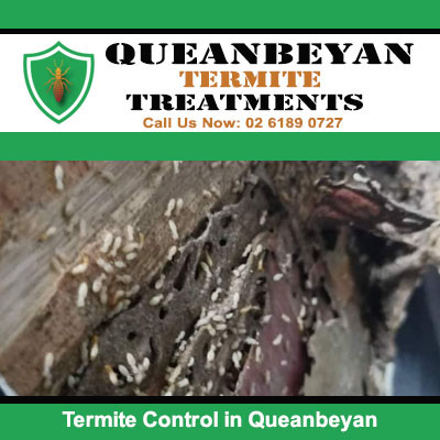 Termites on damage timber need termite control in Queanbeyan
