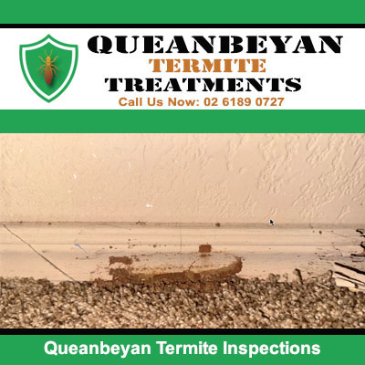 Termite activity requiring termite inspection in Queanbeyan