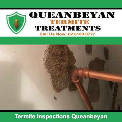 Mud nest buildup need termite inspection in Queanbeyan